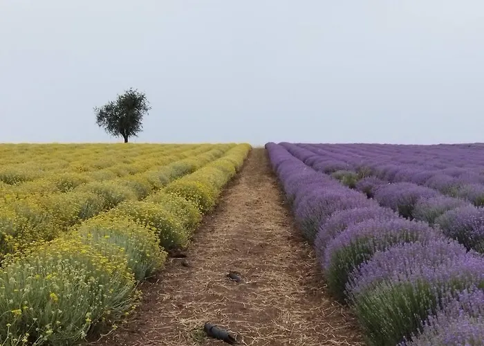 Do Nothing Land בית נופש