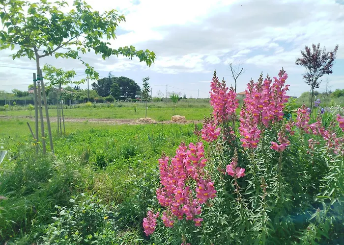 Do Nothing Land סלוניקי